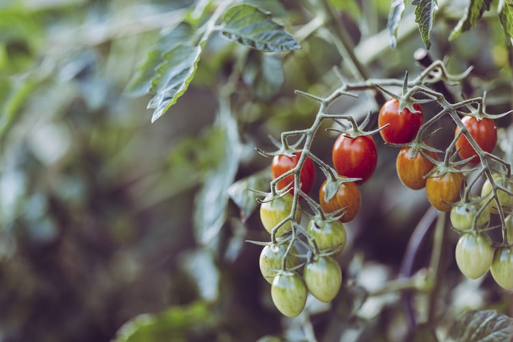 staying connected with nature thru gardening